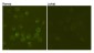 Anti-CD19 Antibody