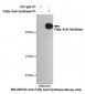 Anti-Fatty Acid Synthase Antibody