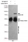 Anti-Lamin B2 Antibody