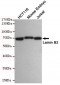 Anti-Lamin B2 Antibody