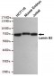 Anti-Lamin B2 Antibody