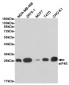 Anti-eIF4E Antibody