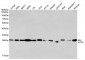 Anti-eIF4E Antibody