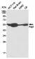 Anti-Atg5 Antibody