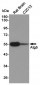 Anti-Atg5 Antibody