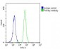 CASP8 Antibody (C-term)