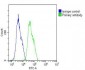 WNT4 Antibody (Center)