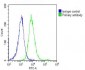 MAPE Antibody (C-term)