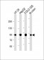 Villin-1 Antibody (N-term)