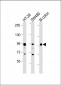 Villin-1 Antibody (N-term)