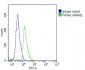 SELL Antibody (C-term)