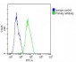 VTN Antibody (N-term)