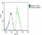 DDR1 Antibody (N-term)