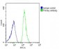 CDC73 Antibody (Center)