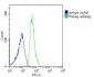 CDC73 Antibody (Center)