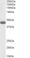 Anti-PAX3 Antibody (N-term), Biotinylated