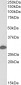 Anti-14-3-3 sigma / Stratifin Antibody (Internal), Biotinylated