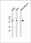 NUP54 Antibody