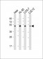 RCC1  Antibody