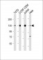 Dnmt3a Antibody