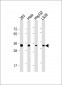 STUB1 Antibody (C-term)