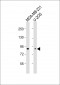 SMURF2 Antibody