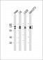 LMNA Antibody