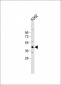 YOD1 Antibody (C-term)