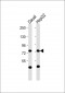 MPL Antibody (N-Term)