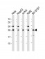HSD17B10 Antibody (N-Term)