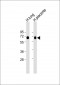 SLC7A5 Antibody (N-Term)