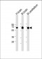 SLC1A3 Antibody (N-Term)