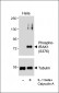 Phospho-IRAK1(S376) Antibody