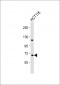 Cdc25A Antibody (Center)