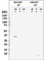 LIN28B Antibody [Knockout Validated]