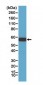 Anti-Akt1 Rabbit Monoclonal Antibody 