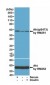 Anti-phospho-Akt (Ser473) Rabbit Monoclonal Antibody