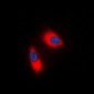 NCF1 Antibody