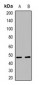 NCF1 Antibody