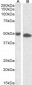 Goat Anti-UBID4 Antibody (aa89-103) (internal region)