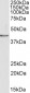 Goat Anti-Lactadherin Antibody (internal region)