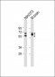 DRP-2 Antibody