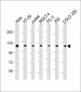 TERT Antibody (Center)