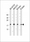 Calmodulin Antibody (C-term)