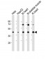 GYG1 Antibody (C-Term)