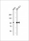 SSH3 (Ser37) Antibody