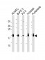 CD59 Antibody (Center)