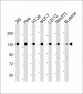 MYPT1 (Ser507) Antibody