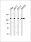 MYPT1 (Ser668) Antibody