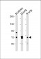 DLL4 Antibody (C-Term)